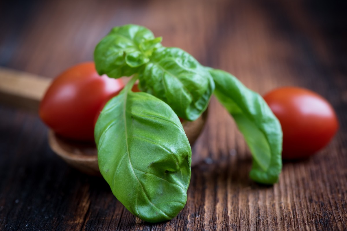 Tomaten aus der Growbox