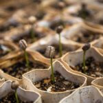 Pflanzen aus der Growbox