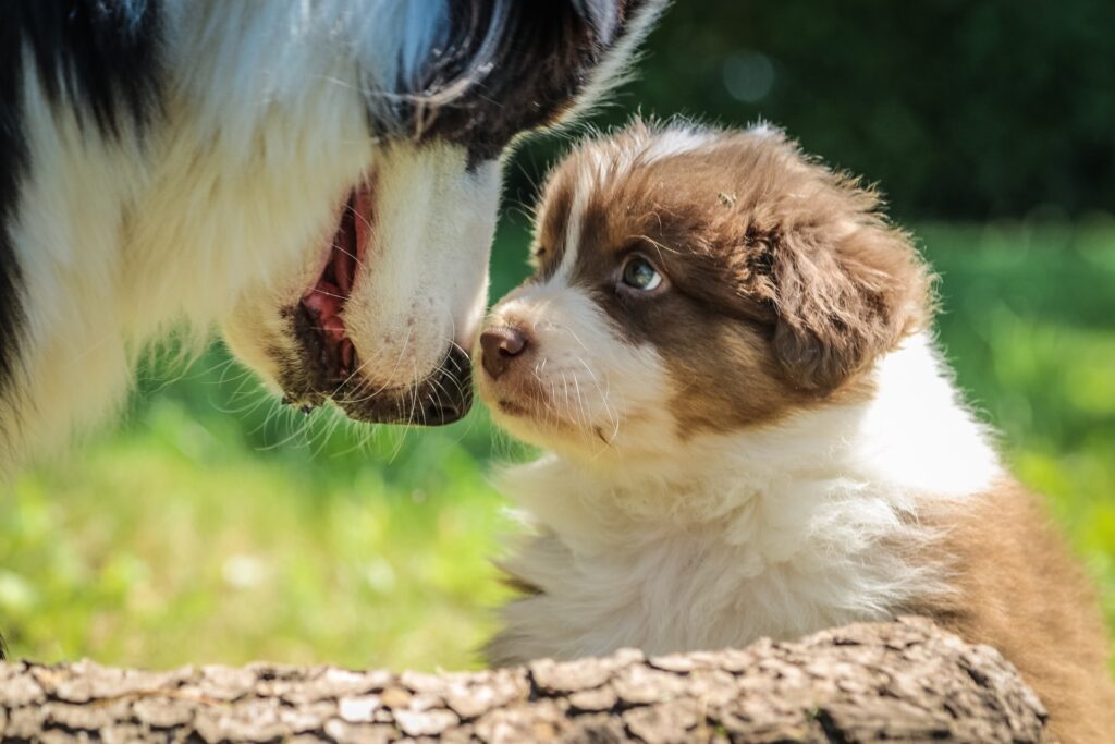 Junger Hund schaut großem Hund in die Augen