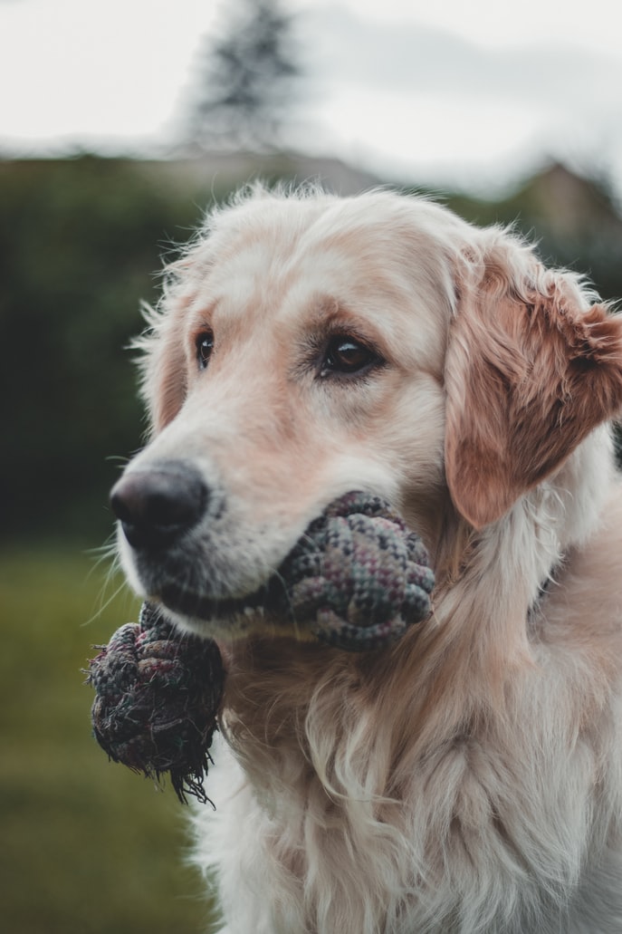 Golden Retriever apportiert Spielzeug 