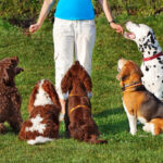 Hunde beim Hundetraining in der Hundeschule