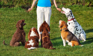 Hunde beim Hundetraining in der Hundeschule