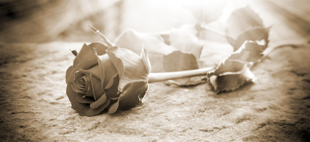 Rose als Zeichen der Trauer